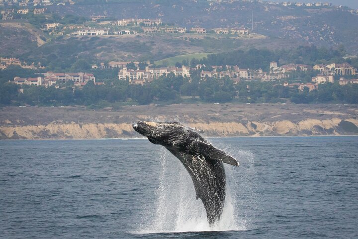 Luxury Whale Watching: Fewer People, Extra Speed, Expert Staff