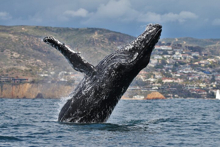 Luxury Whale Watching: Fewer People, Extra Speed, Expert Staff