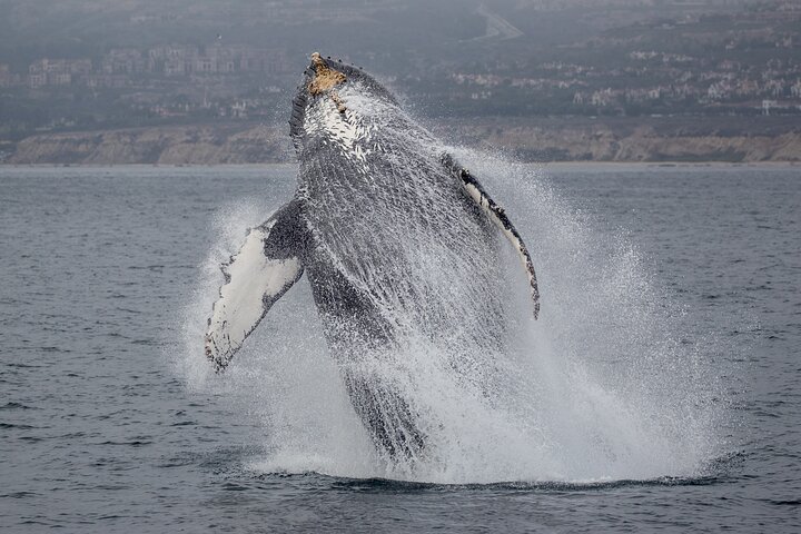 Luxury Whale Watching: Fewer People, Extra Speed, Expert Staff