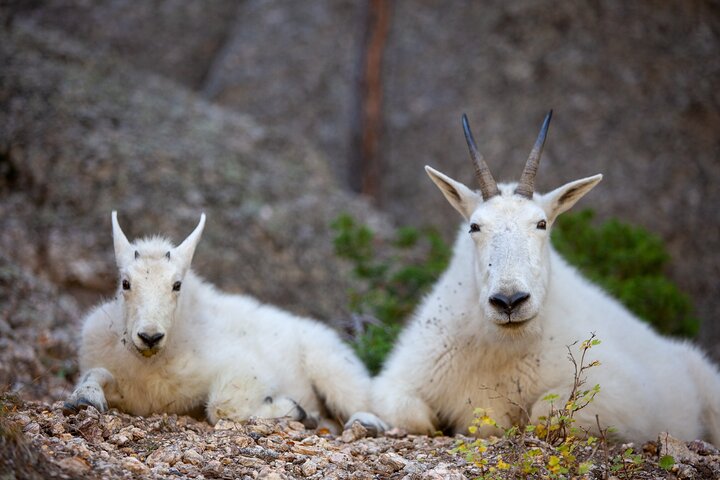 Private Half Day Mt Rushmore & Black Hills Tour