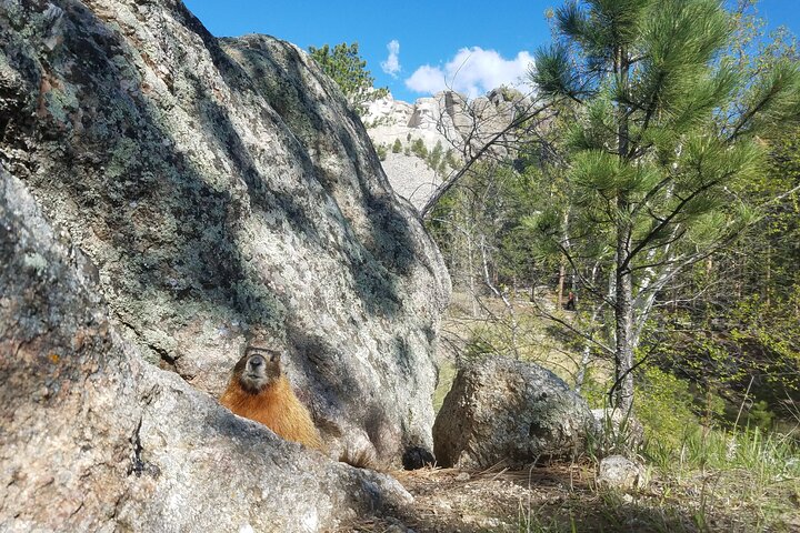 Private Half Day Mt Rushmore & Black Hills Tour