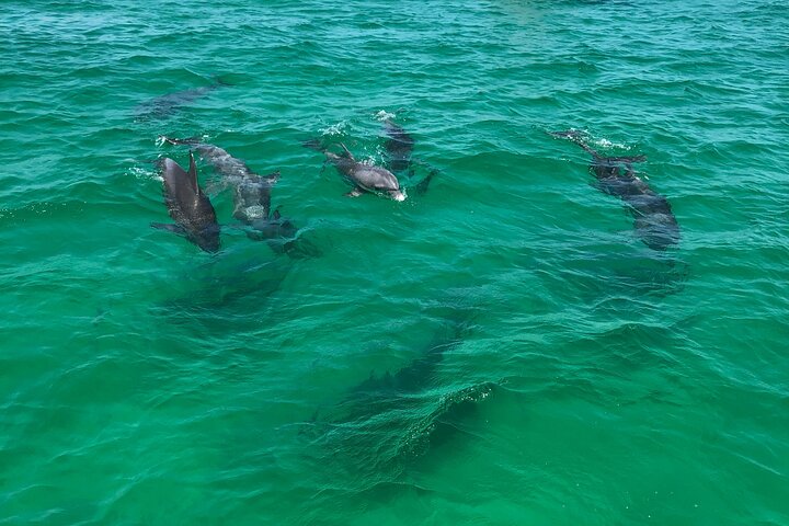 Panama City Beach Sunset Dolphin Cruise on the Islander