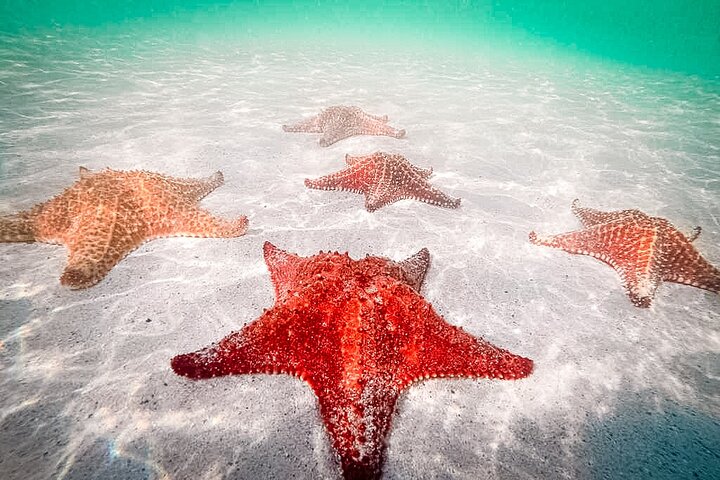 Starfish Point, Stingray City-Sandbar & Coral Gardens