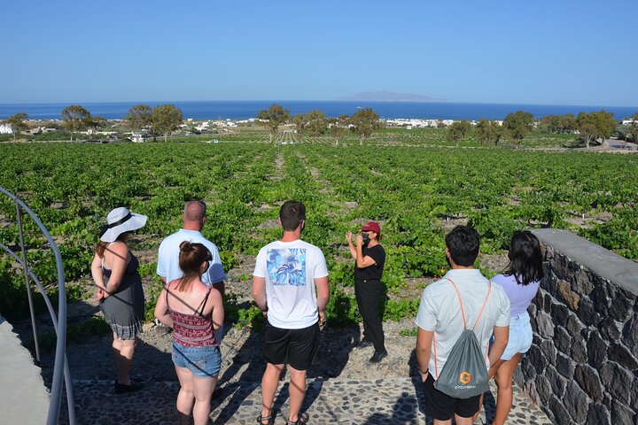 Santorini Wine Tasting & Premium Lunch at Award-Winning Winery
