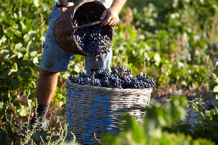 Santorini Wine Tasting & Premium Lunch at Award-Winning Winery