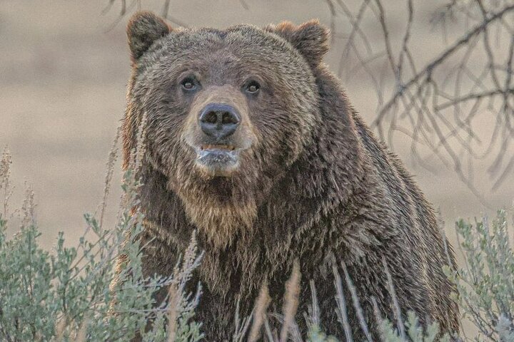 2-Day Private Tour in Yellowstone(Lower and Upper Loops w Iconic Sites) w Lunch
