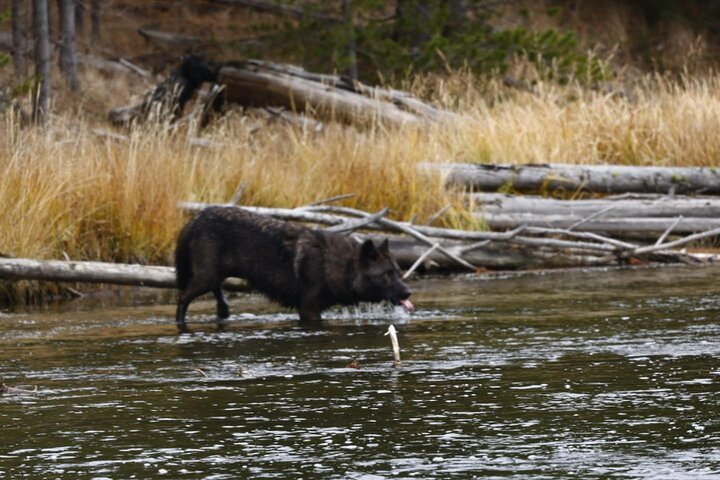 2-Day Private Tour in Yellowstone(Lower and Upper Loops w Iconic Sites) w Lunch