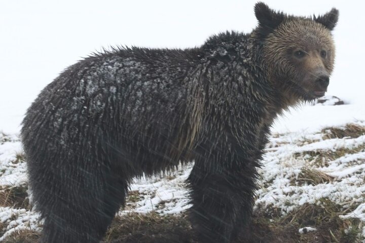 2-Day Private Tour in Yellowstone(Lower and Upper Loops w Iconic Sites) w Lunch