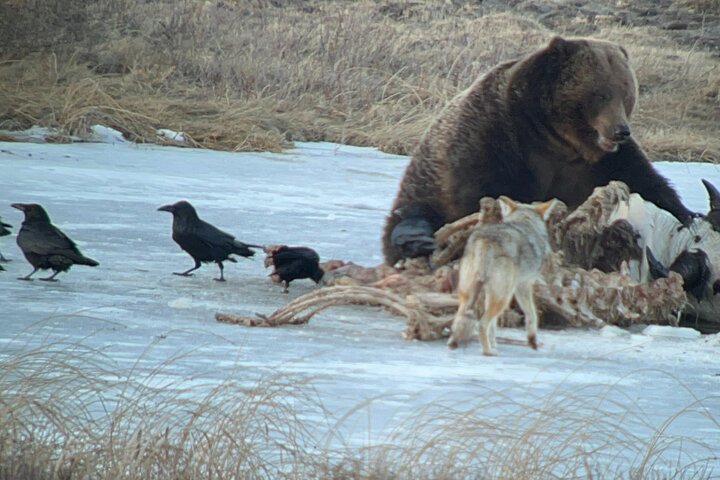 2-Day Private Tour in Yellowstone(Lower and Upper Loops w Iconic Sites) w Lunch