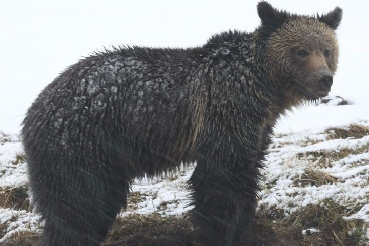 2-Day Private Yellowstone Tour(Lower and Upper Loops w Iconic Sites) w Lunch