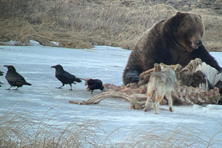 2-Day Private Yellowstone Tour(Lower and Upper Loops w Iconic Sites) w Lunch