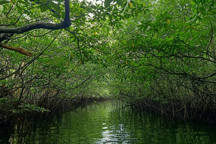 Bintan Mangrove Discovery Tour