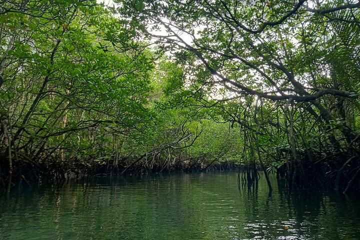 Bintan Mangrove Discovery Tour