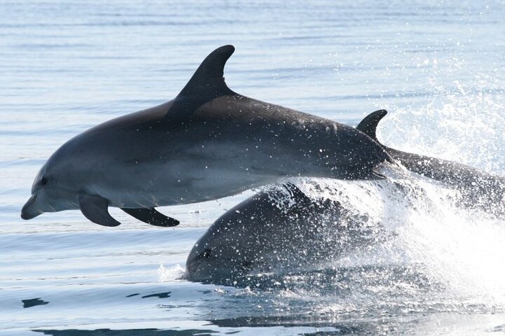 Dolphin Watching & Sunset Boat Tour With Drinks & optional Dinner