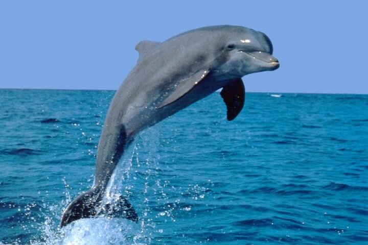 Dolphin Watching & Sunset Boat Tour With Drinks & optional Dinner