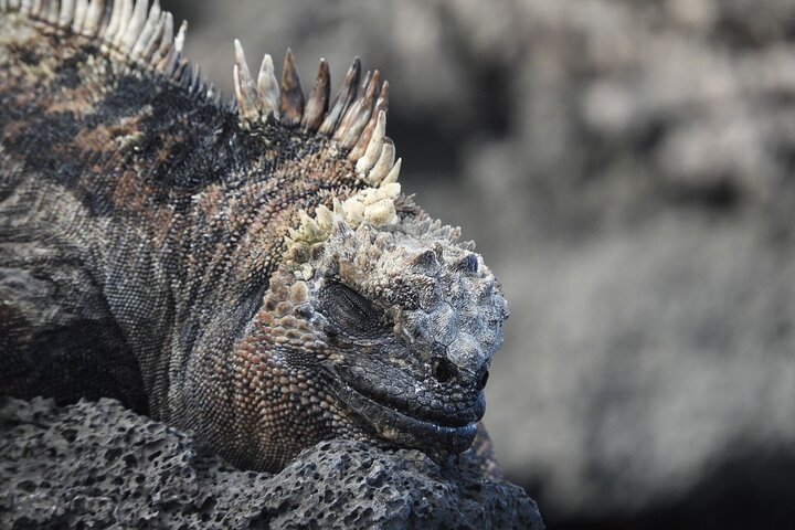 Los Tuneles Day Tour: Snorkeling, Exploring and Swimming With Wildlife
