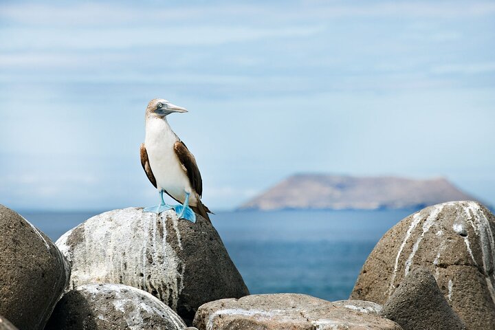 Los Tuneles Day Tour: Snorkeling, Exploring and Swimming With Wildlife