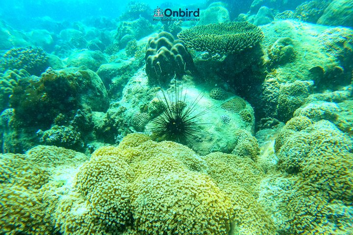 [Phu Quoc] Private Speedboat & Short-Snorkel: South Hidden Reefs