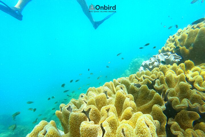 [Phu Quoc] Private Speedboat & Short-Snorkel: South Hidden Reefs