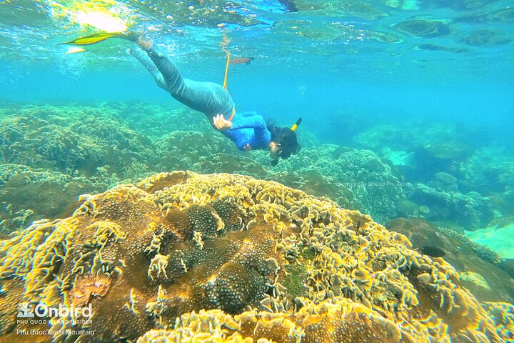PRO-SNORKELING to Explore Hidden Coral Reefs (MAX 10 PAX)