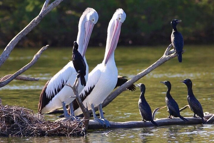 Bush Tucker and Crab Encounters Cruise