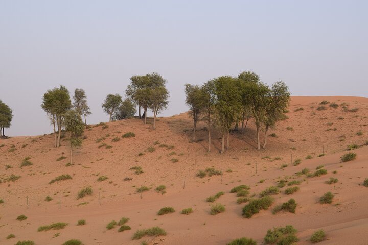 RAK Desert Safari & Dinner on sharing Basis - Pick up within RAK