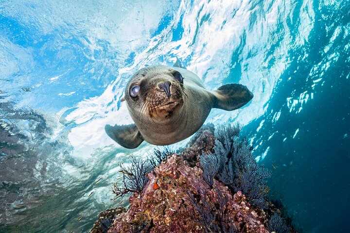 Adventure to Espiritu Santo Island: Snorkel with Sea Lions and Beach