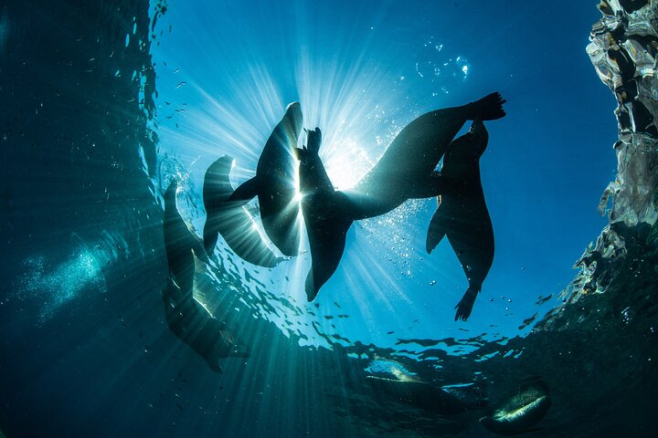 Adventure to Espiritu Santo Island: Snorkel with Sea Lions and Beach