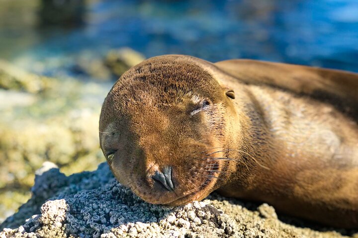 Adventure to Espiritu Santo Island: Snorkel with Sea Lions and Beach