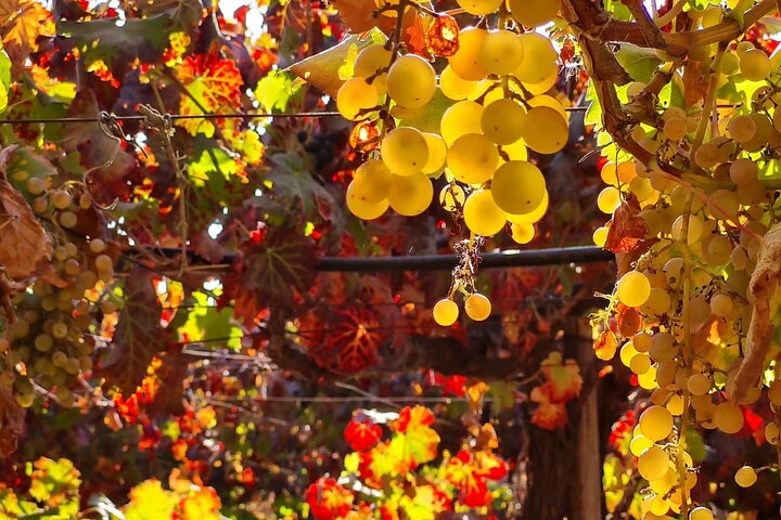Maipo Valley Wine Tour with 4 vineyards from Santiago.