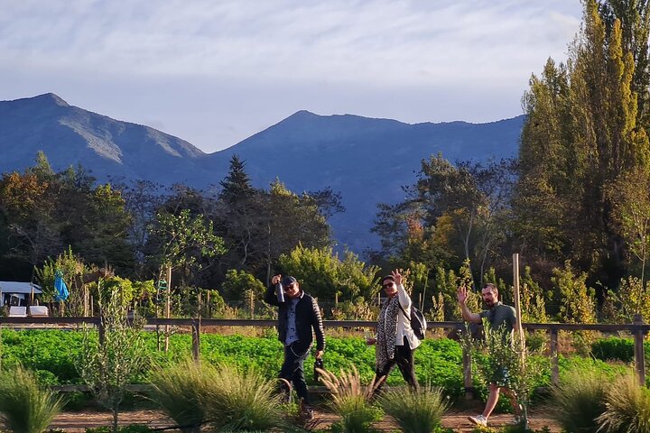 Maipo Valley Wine Tour with 4 vineyards from Santiago.