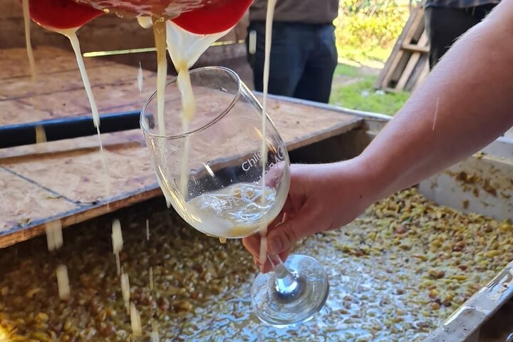 Maipo Valley Wine Tour with 4 vineyards from Santiago.