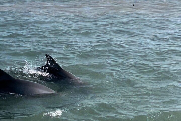 Private Dolphin Watch and Sunset Boat Tour Port Aransas Texas