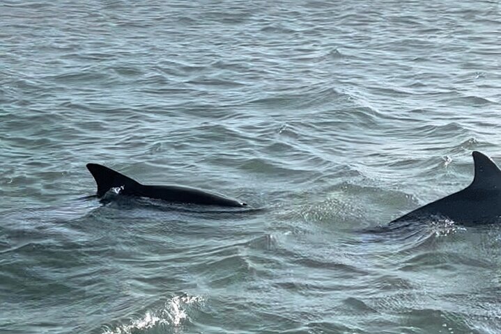 Private Dolphin Watch and Sunset Boat Tour Port Aransas Texas