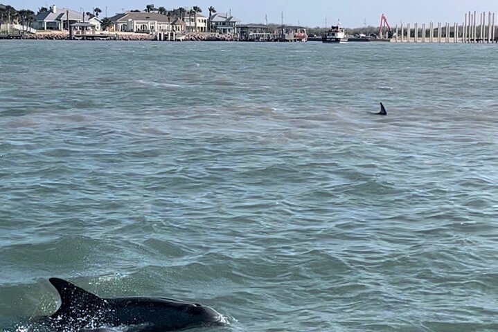 Private Dolphin Watch and Sunset Boat Tour Port Aransas Texas