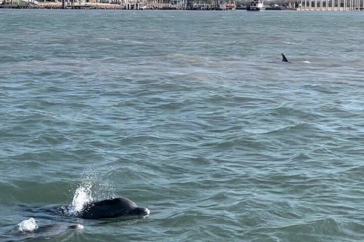 Private Dolphin Watch and Sunset Boat Tour Port Aransas Texas