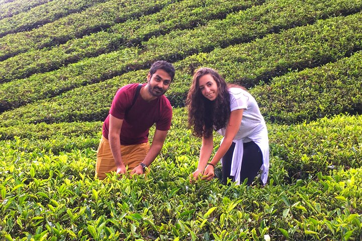 Cameron Highland Best Day Tour from Ipoh with Lunch ( Day Trip)