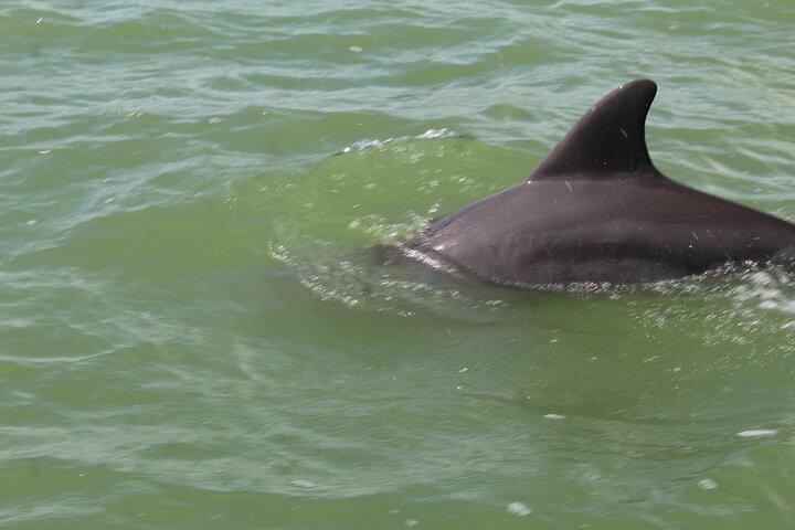 Boat Tour of Three Islands in Holbox with Transportation