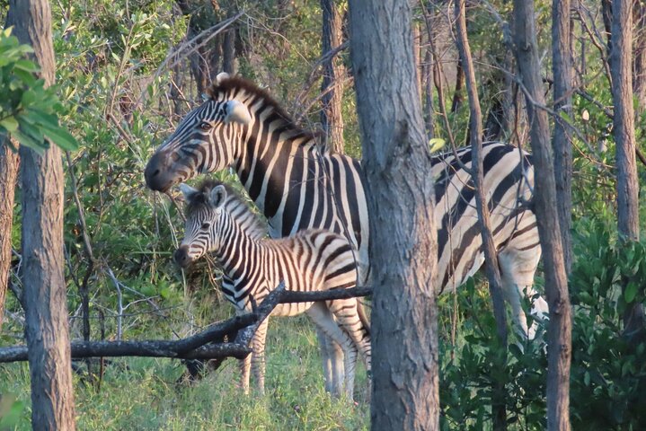 Kruger National Park - Private full day Safari trip.