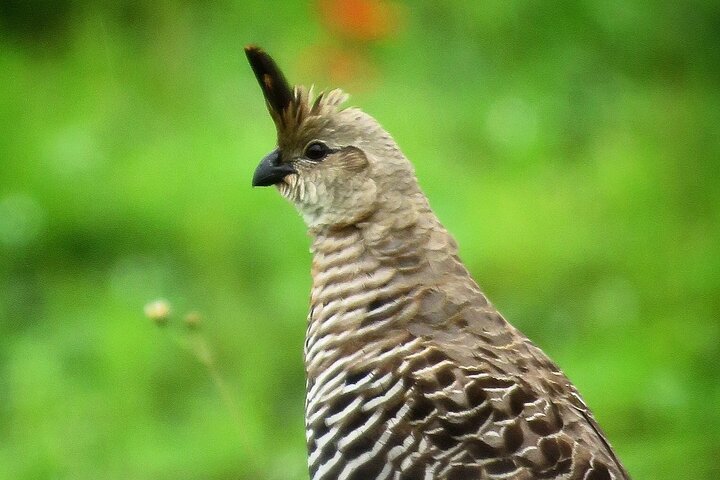 Colima Volcano Birdwatching Tour