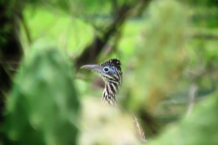 Colima Volcano Birdwatching Tour