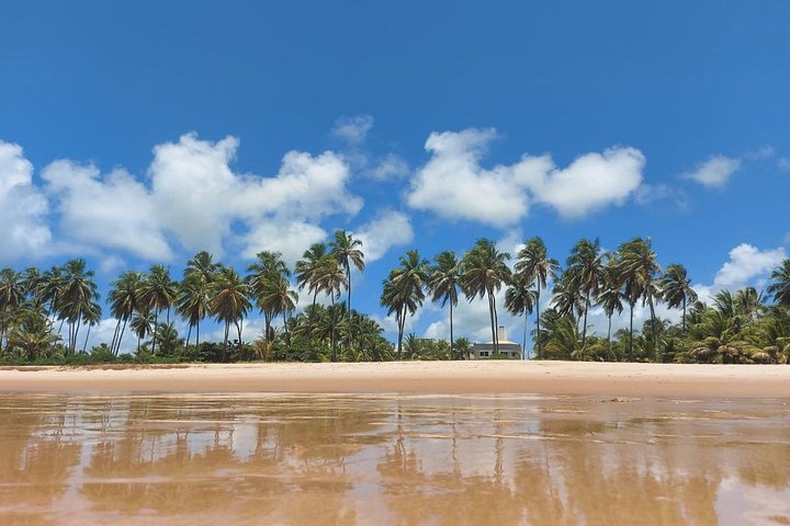Private Tour to Praia do Forte and Praia de Guarajuba from Salvador