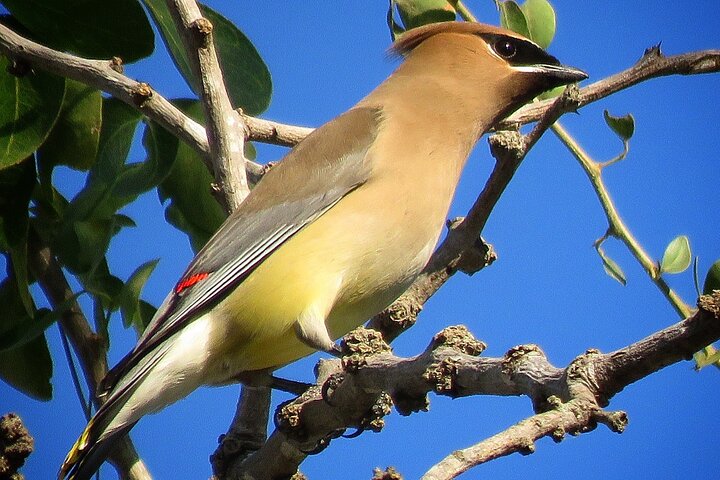 Colima Volcano Birdwatching Tour