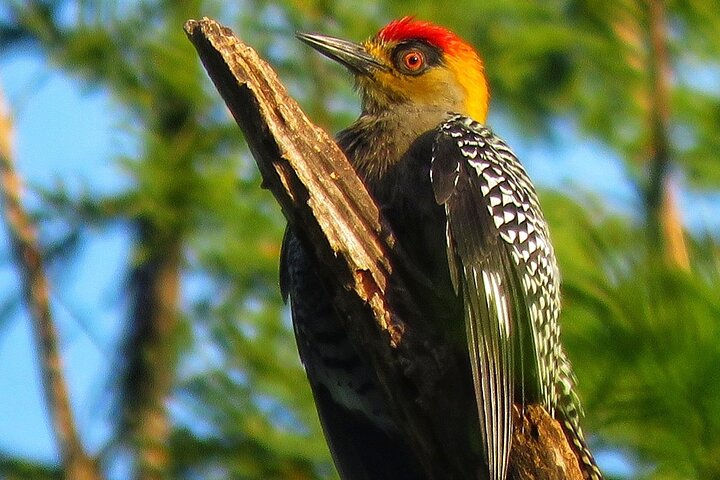 Colima Volcano Birdwatching Tour