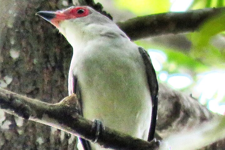 Colima Volcano Birdwatching Tour