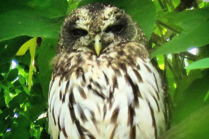 Colima Volcano Birdwatching Tour