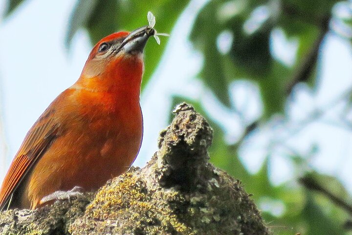 Colima Volcano Birdwatching Tour