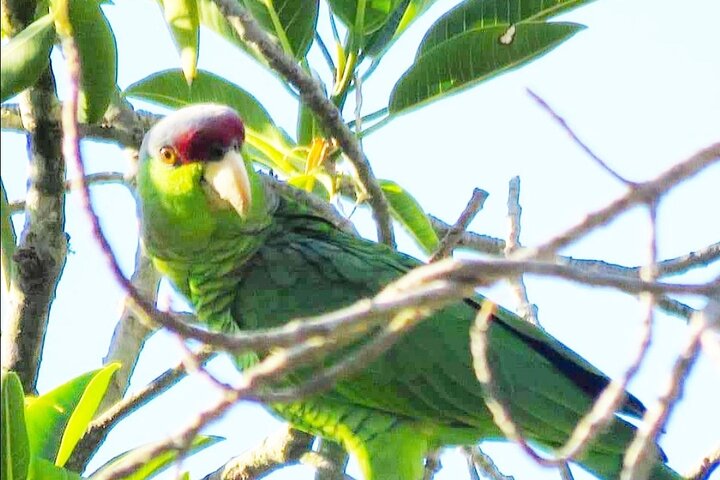 Colima Volcano Birdwatching Tour