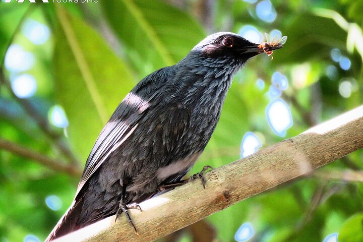 Colima Volcano Birdwatching Tour