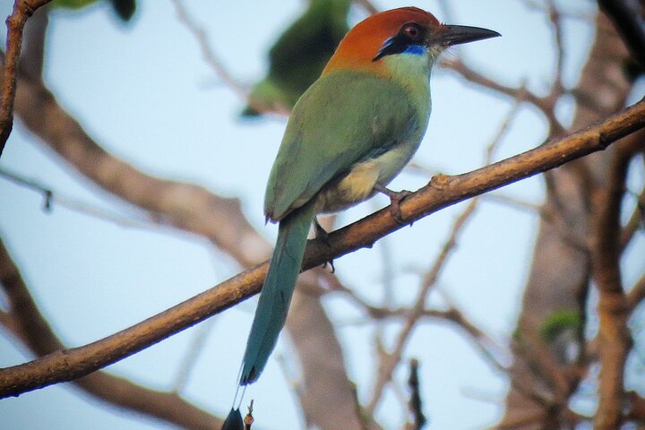Colima Volcano Birdwatching Tour